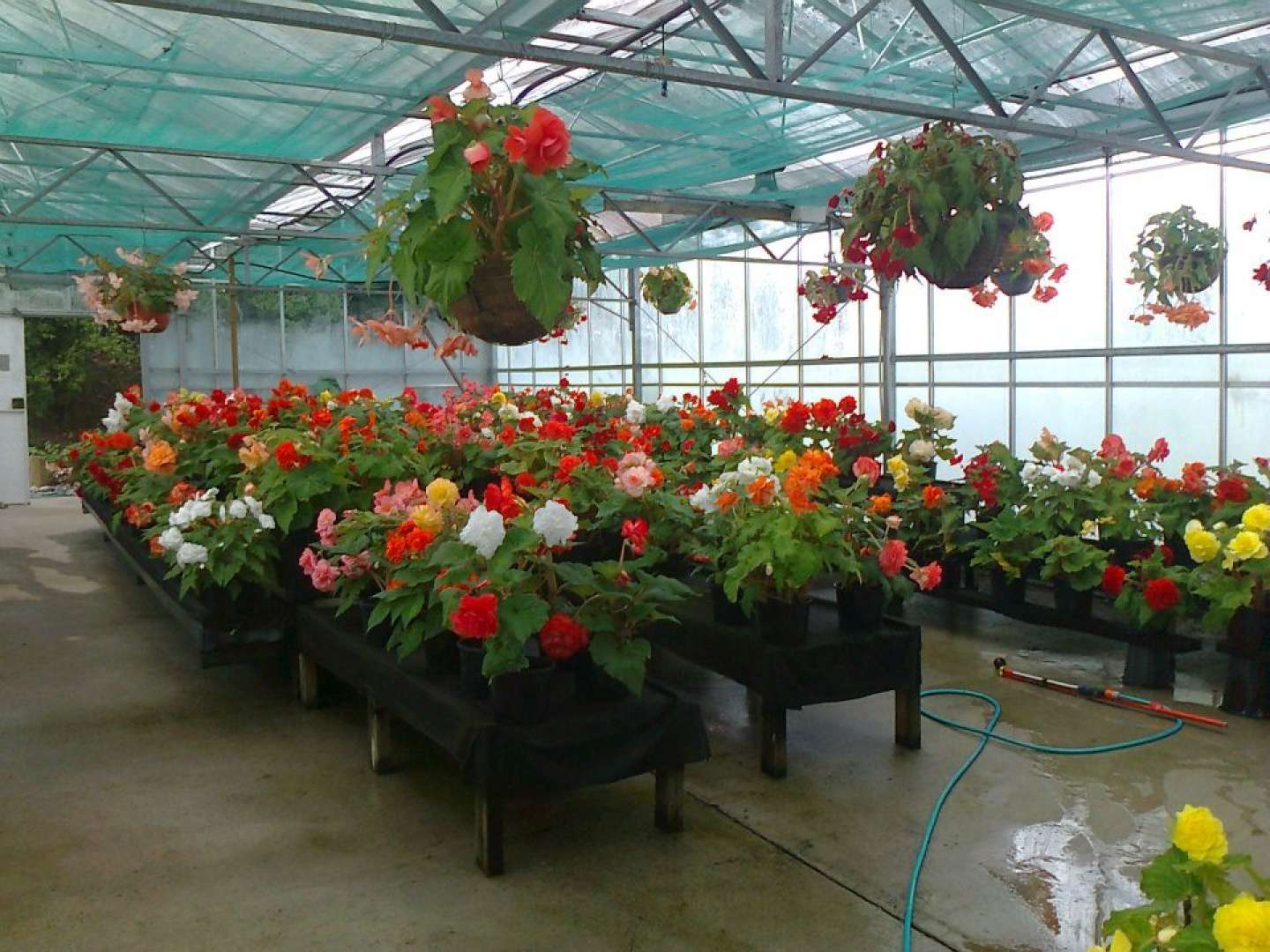 Begonia House at Pioneer Village Kaikohe